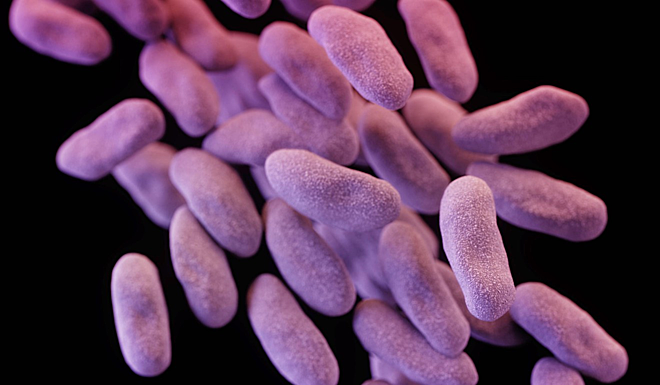 Các tế bào enterobacteriaceae kháng carbapenem. Ảnh: SCMP