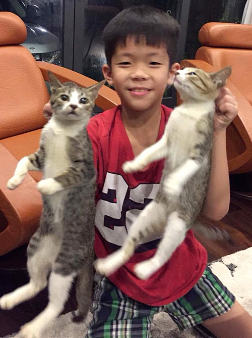 Sơn ít nói và thích mèo.