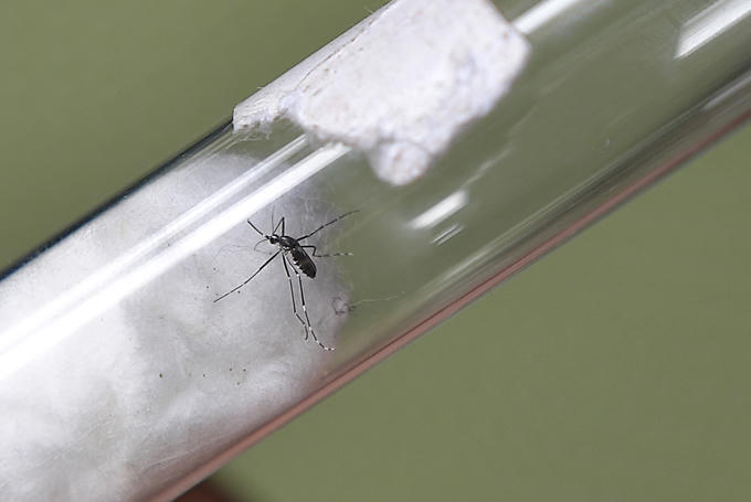 Người Hà Nội soi đèn bắt muỗi sốt xuất huyết