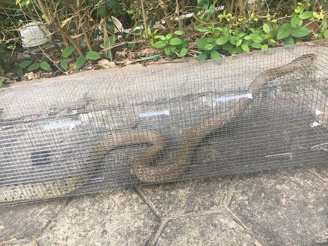 Sự thật rắn độc bủa vây toà chung cư mới ở Hà Nội - 8