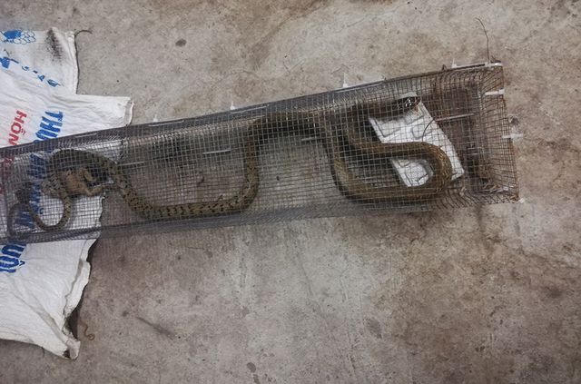 Sự thật rắn độc bủa vây toà chung cư mới ở Hà Nội - 5