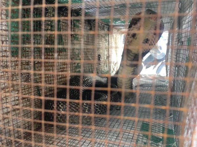 Sự thật rắn độc bủa vây toà chung cư mới ở Hà Nội - 6