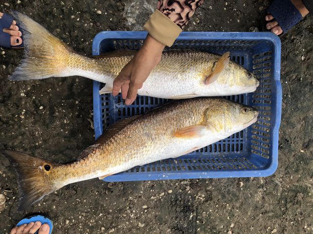 Thêm cặp cá nghi sủ vàng nặng 7kg sa lưới trên sông Loan - 1