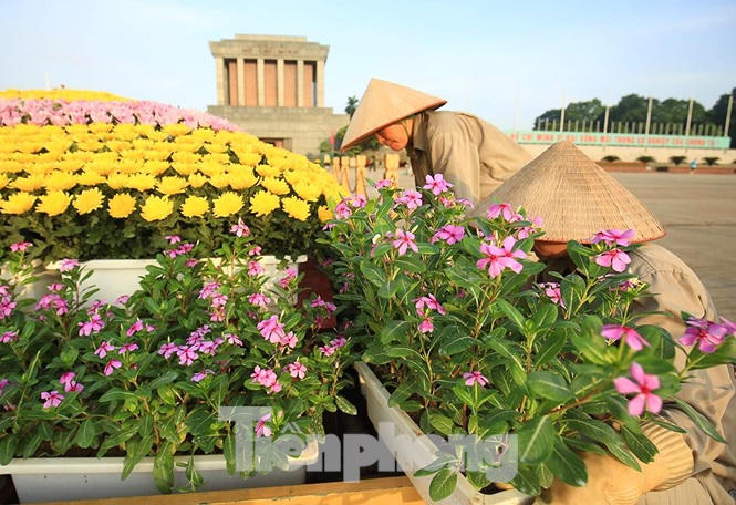 Những người thợ tận tâm dệt những thảm hoa, vườn cảnh quanh Lăng Bác - ảnh 12
