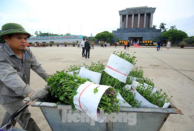 Những người thợ tận tâm dệt những thảm hoa, vườn cảnh quanh Lăng Bác - ảnh 3