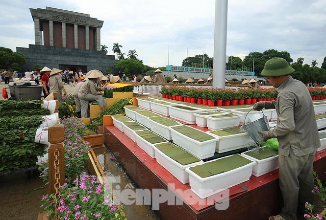 Những người thợ tận tâm dệt những thảm hoa, vườn cảnh quanh Lăng Bác - ảnh 4