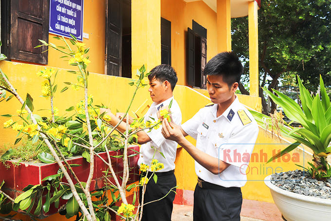 Cán bộ, chiến sĩ trang trí cành mai đón Tết.