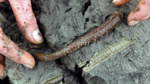 Mot loai giun bien mang lai niem hy vong cho benh nhan COVID-19 hinh anh 1