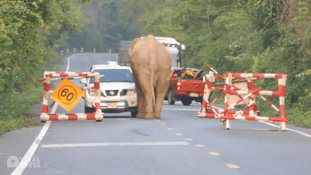 Đại dịch Covid-19: Voi đói chặn đầu xe để cướp đồ ăn dai dich covid 19 voi doi chan dau xe de cuop do an