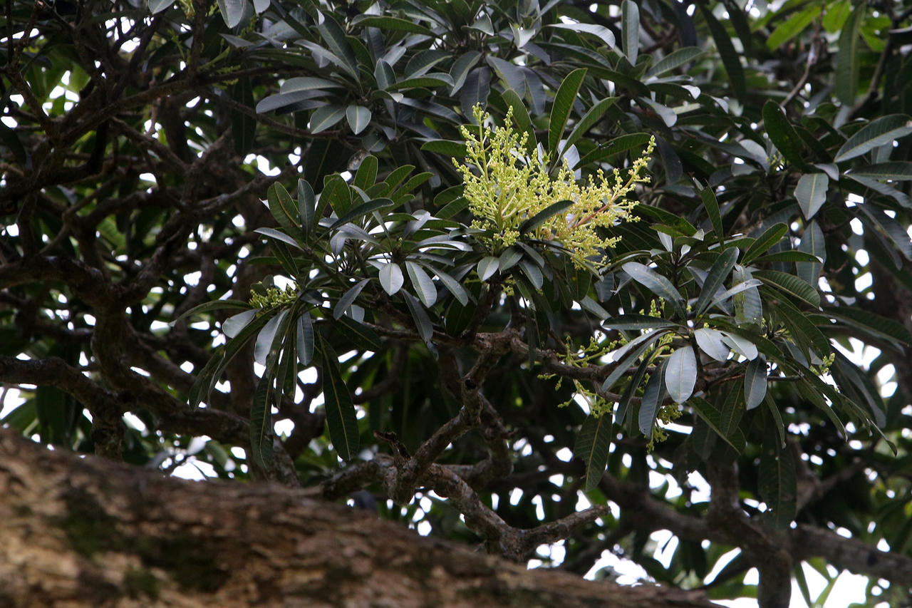 Hà Nội: Cây trôi cô đơn nghìn năm tuổi, báu vật của làng Bình Đà - 10