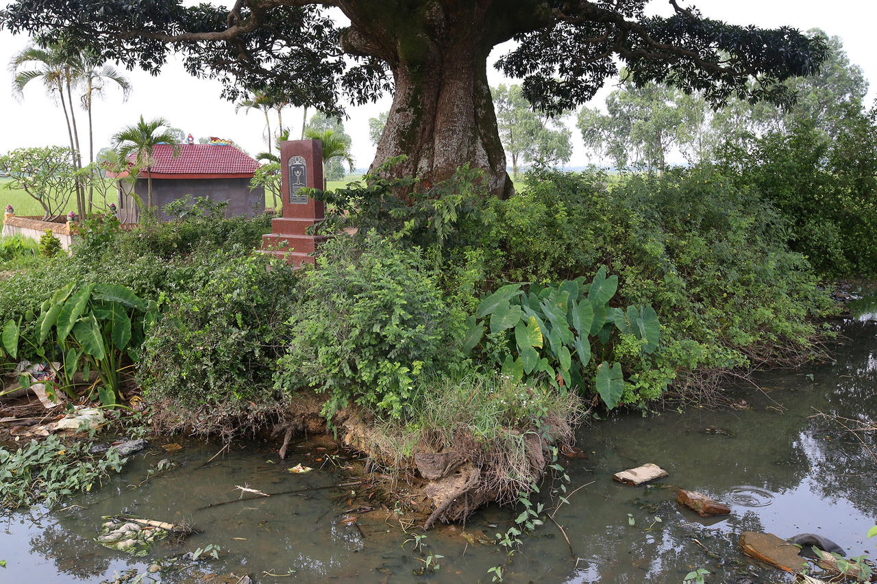 Hà Nội: Cây trôi cô đơn nghìn năm tuổi, báu vật của làng Bình Đà - 11