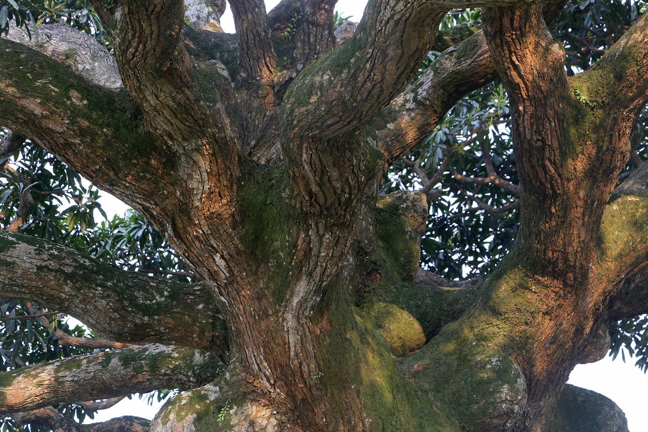 Hà Nội: Cây trôi cô đơn nghìn năm tuổi, báu vật của làng Bình Đà - 12