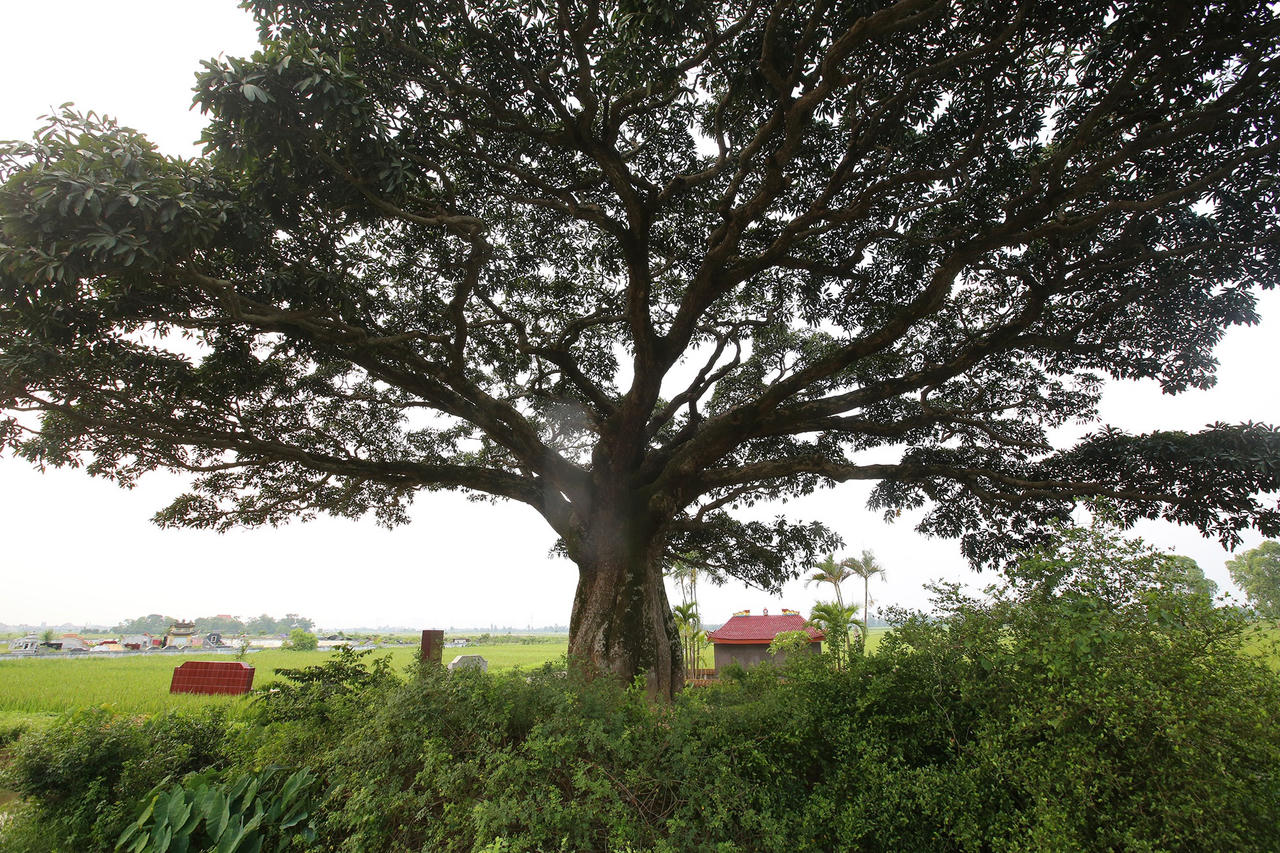 Hà Nội: Cây trôi cô đơn nghìn năm tuổi, báu vật của làng Bình Đà - 14