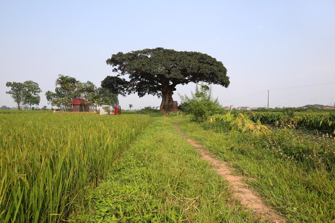Hà Nội: Cây trôi cô đơn nghìn năm tuổi, báu vật của làng Bình Đà - 1