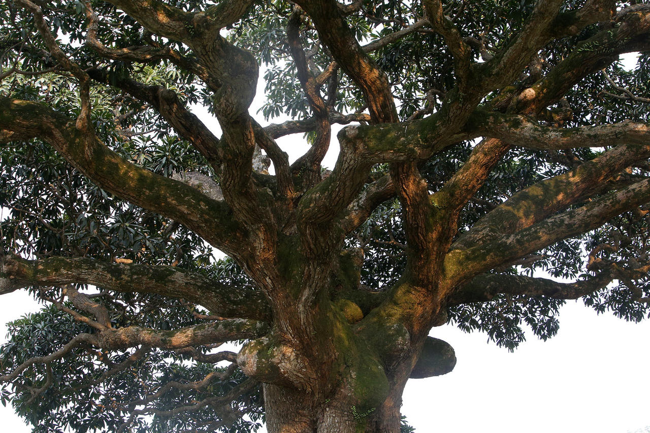 Hà Nội: Cây trôi cô đơn nghìn năm tuổi, báu vật của làng Bình Đà - 4