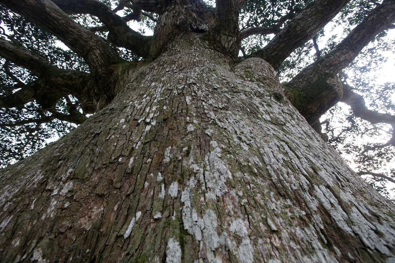 Hà Nội: Cây trôi cô đơn nghìn năm tuổi, báu vật của làng Bình Đà - 6