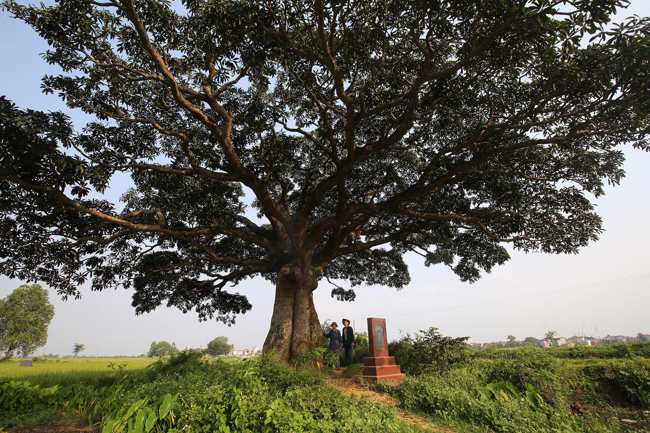 Hà Nội: Cây trôi cô đơn nghìn năm tuổi, báu vật của làng Bình Đà - 7
