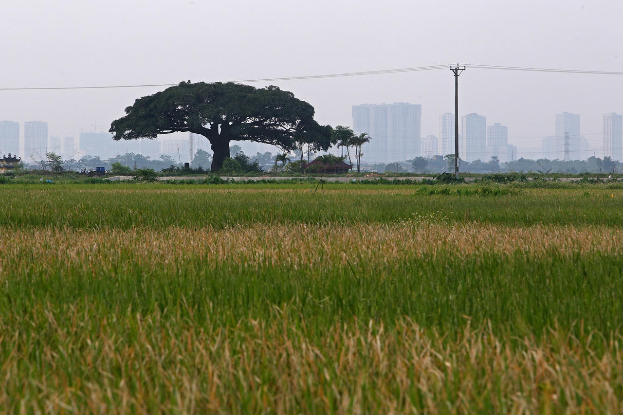 Hà Nội: Cây trôi cô đơn nghìn năm tuổi, báu vật của làng Bình Đà - 8