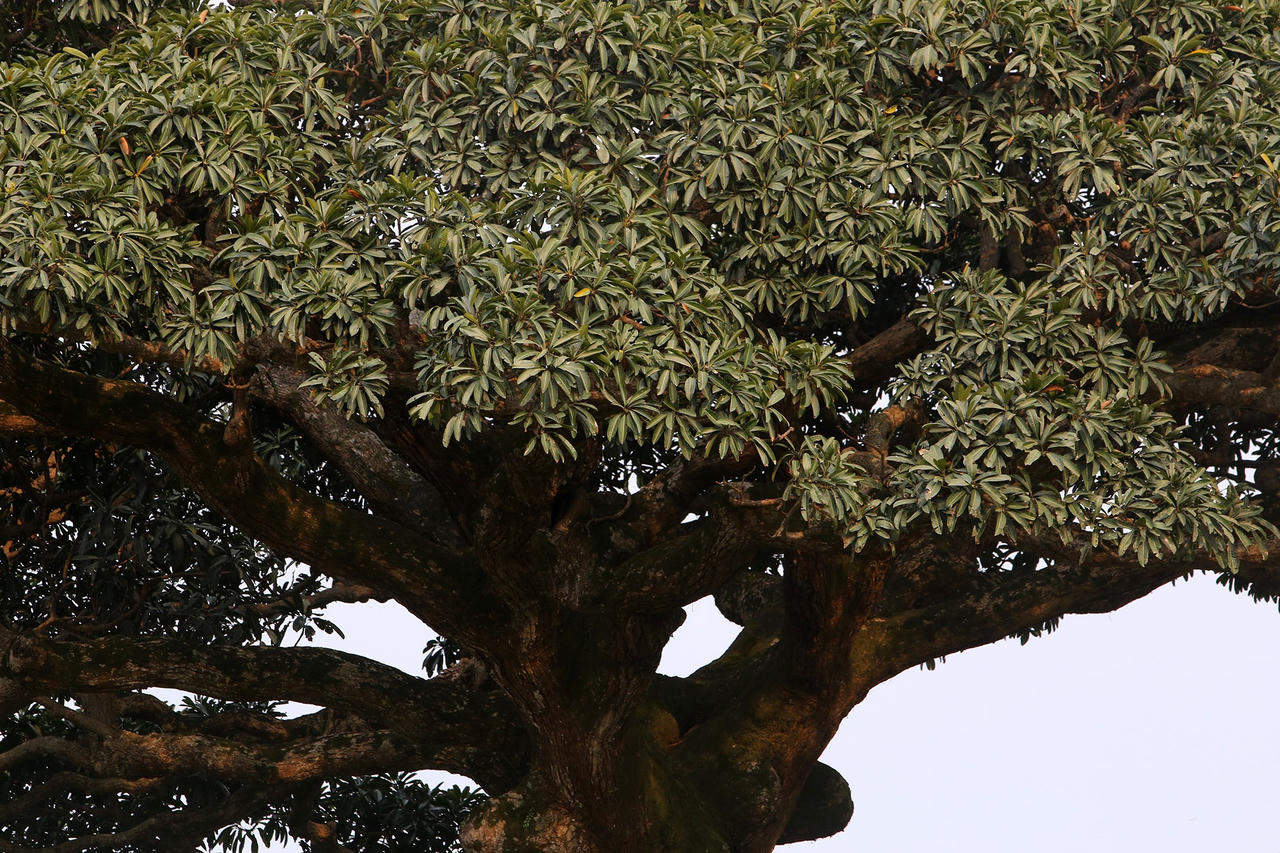 Hà Nội: Cây trôi cô đơn nghìn năm tuổi, báu vật của làng Bình Đà - 9