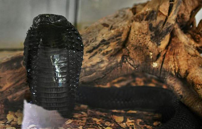 Rắn hổ mang, loài rắn cực độc có thể gây chết người ngay lập tức khi bị nó cắn. Ảnh: AFP.