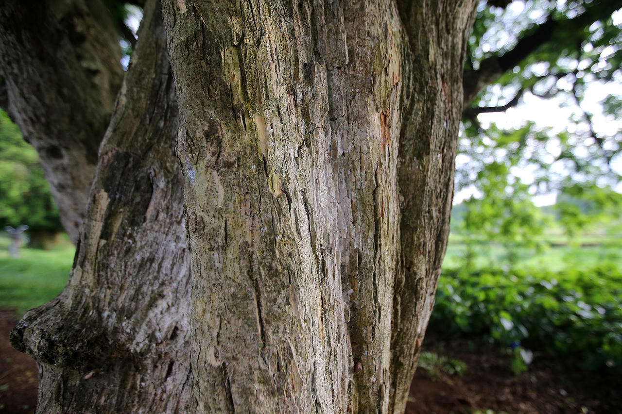 Rặng cây duối cổ hơn 1000 năm tuổi ở Hà Nội - 10