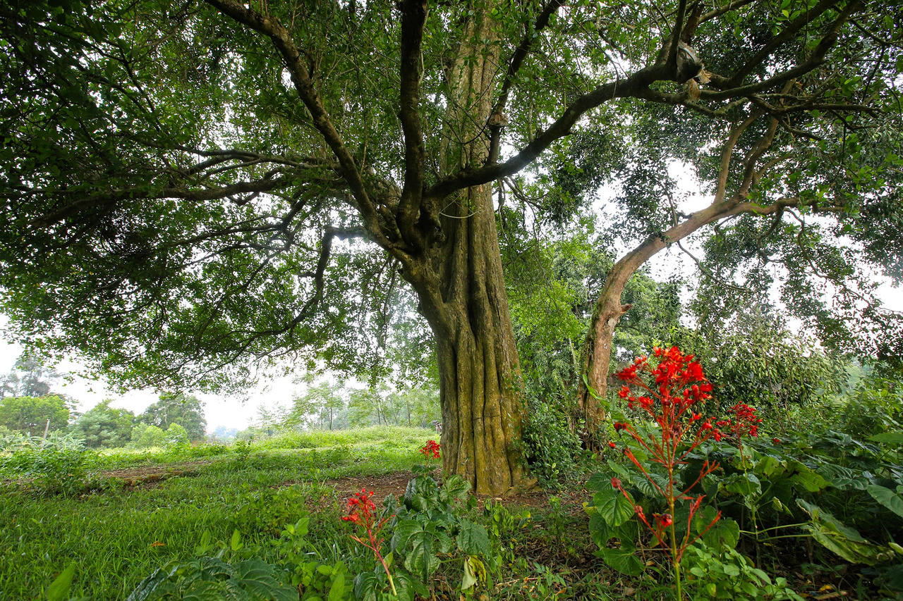 Rặng cây duối cổ hơn 1000 năm tuổi ở Hà Nội - 11