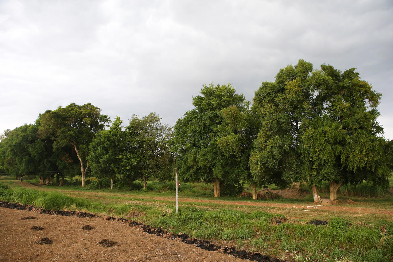 Rặng cây duối cổ hơn 1000 năm tuổi ở Hà Nội - 13