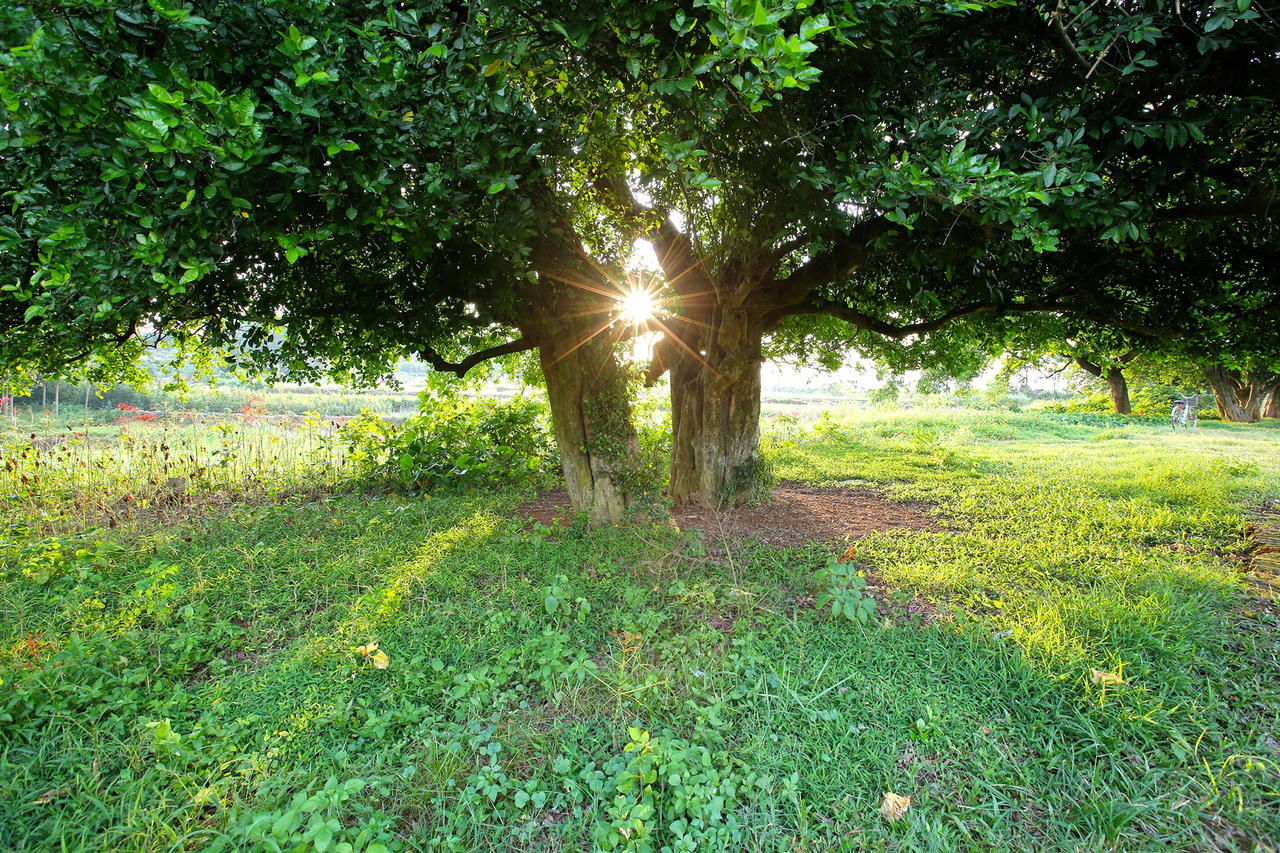 Rặng cây duối cổ hơn 1000 năm tuổi ở Hà Nội - 15