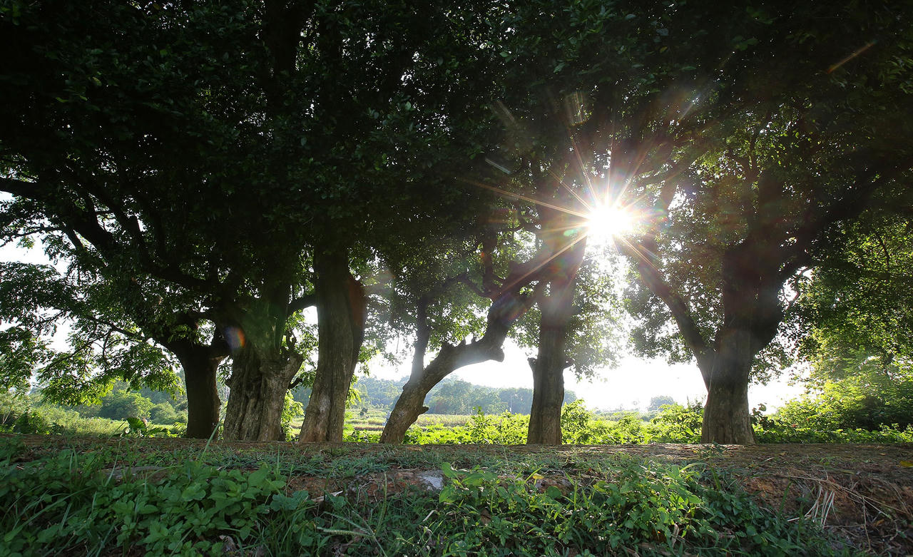 Rặng cây duối cổ hơn 1000 năm tuổi ở Hà Nội - 1