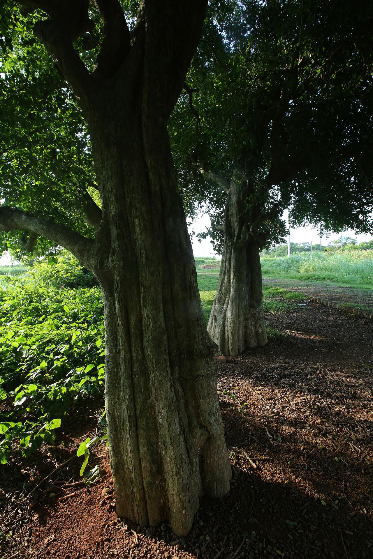 Rặng cây duối cổ hơn 1000 năm tuổi ở Hà Nội - 4