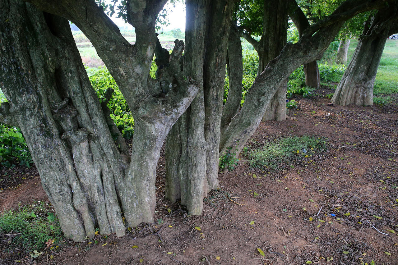 Rặng cây duối cổ hơn 1000 năm tuổi ở Hà Nội - 6