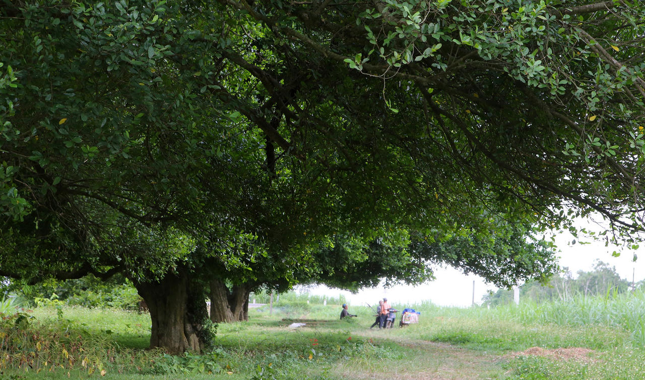 Rặng cây duối cổ hơn 1000 năm tuổi ở Hà Nội - 9