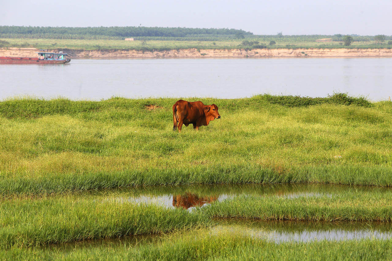 Phong cảnh bình yên nhìn từ những triền đê ở Hà Nội - 13