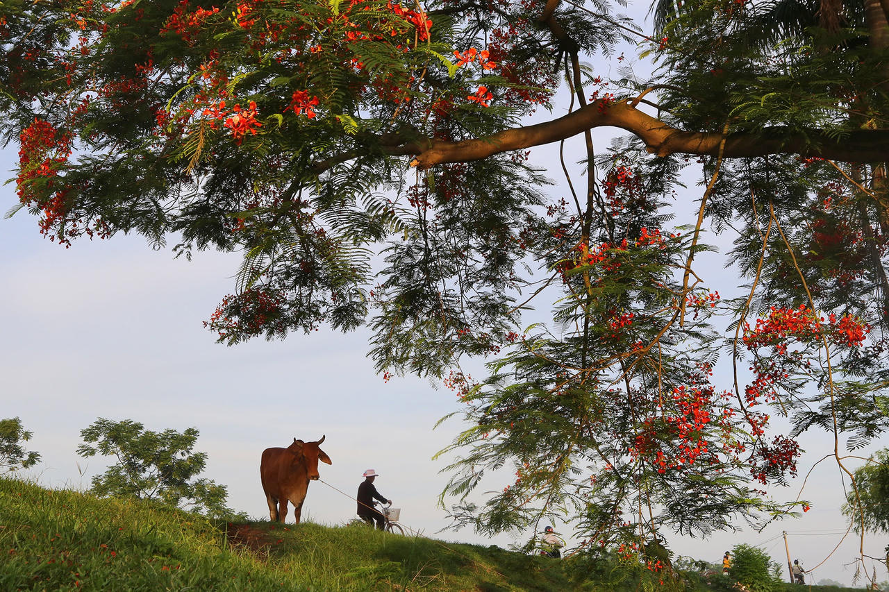 Phong cảnh bình yên nhìn từ những triền đê ở Hà Nội - 14