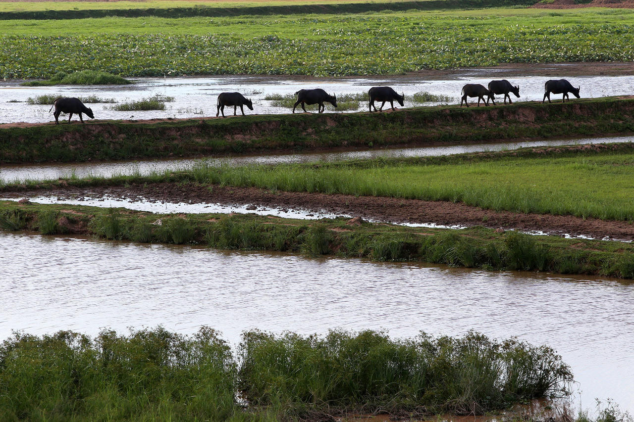 Phong cảnh bình yên nhìn từ những triền đê ở Hà Nội - 4