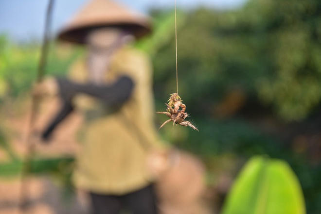 Câu con lộc trời cho: nông dân Hải Dương kiếm nửa triệu đồng mỗi ngày - 11