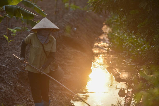 Câu con lộc trời cho: nông dân Hải Dương kiếm nửa triệu đồng mỗi ngày - 13