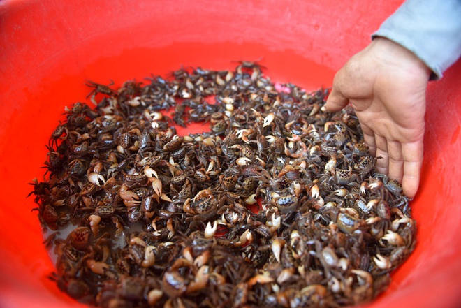 Câu con lộc trời cho: nông dân Hải Dương kiếm nửa triệu đồng mỗi ngày - 17