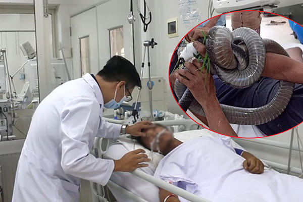 Gia cảnh khốn khó của người 'ôm' rắn hổ mang chúa vào bệnh viện cấp cứu