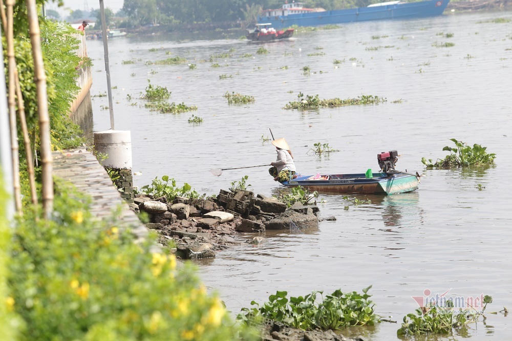 Cá phóng sinh Rằm tháng Bảy chưa kịp bơi đã bị chích điện