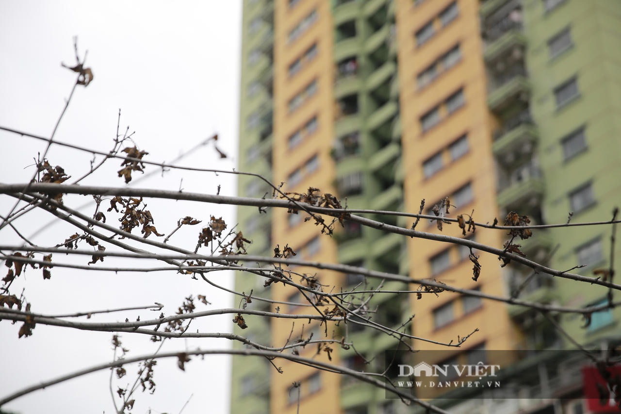 Xót xa nhìn hàng cây phong lá đỏ chết khô trên đường phố Hà Nội - Ảnh 10.