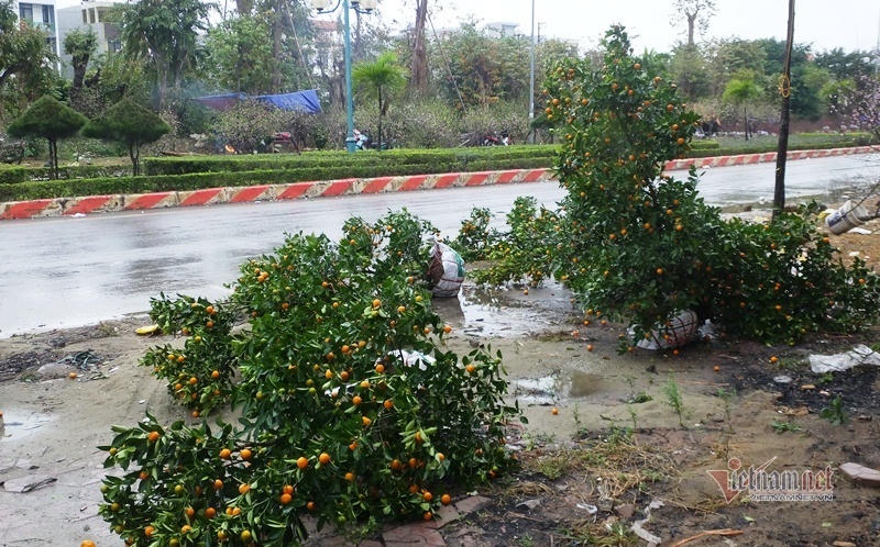 Mưa cả ngày, lái buôn vứt quất, đào đầy đường