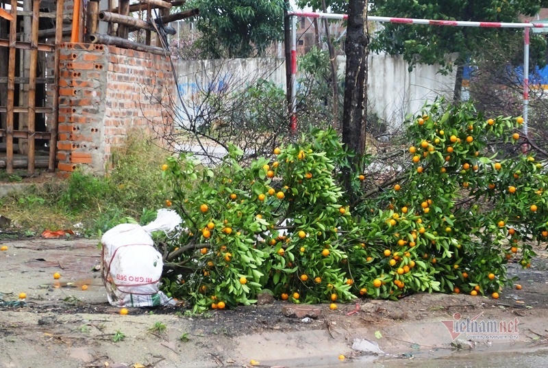 Mưa cả ngày, lái buôn vứt quất, đào đầy đường