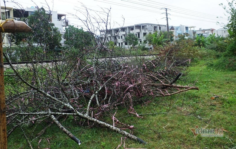 Mưa cả ngày, lái buôn vứt quất, đào đầy đường