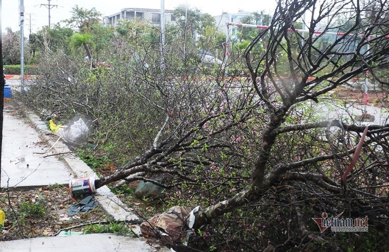 Mưa cả ngày, lái buôn vứt quất, đào đầy đường