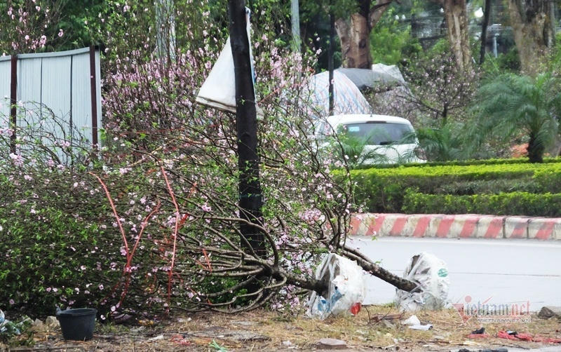 Mưa cả ngày, lái buôn vứt quất, đào đầy đường