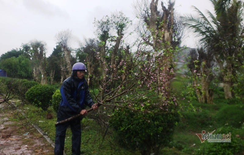 Mưa cả ngày, lái buôn vứt quất, đào đầy đường