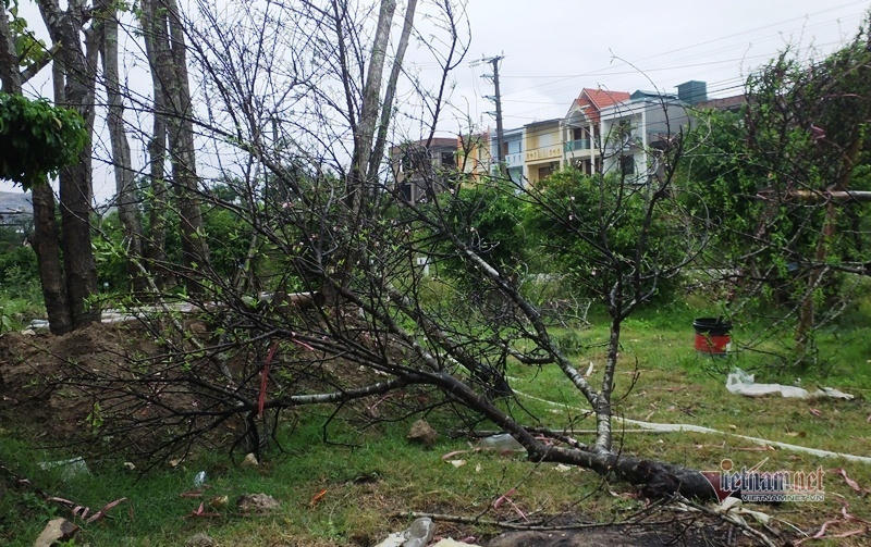Mưa cả ngày, lái buôn vứt quất, đào đầy đường