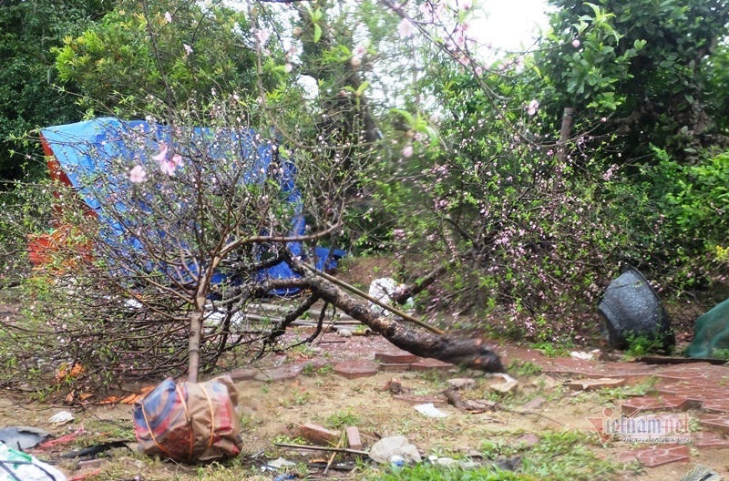 Mưa cả ngày, lái buôn vứt quất, đào đầy đường