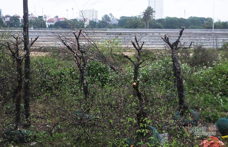 Mưa cả ngày, lái buôn vứt quất, đào đầy đường